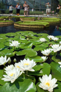 This year's Nightscape display will add a water lily installment.