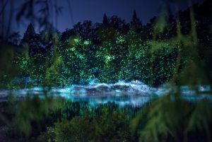 The Nightscape  installation at Longwood's Large Lake will return.