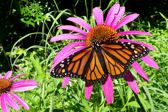 Read more about the article Conservancy helping the monarch butterfly