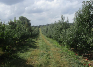 Gwen Lacey, executive director of The Land Conservancy for Southern Chester County, says she has received extensive feedback from area residents about the importance of preserving Barnard's Orchard. 