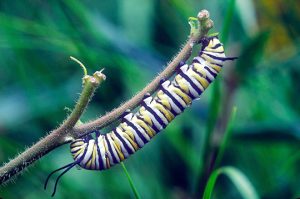 The monarch in its caterpillar stage.