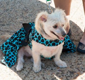 Frangelica Meloni, a Yorkshire terrier/Maltese/Cairn terrier mix, always wears a dress when she goes to work, according to Kathryn Meloni.