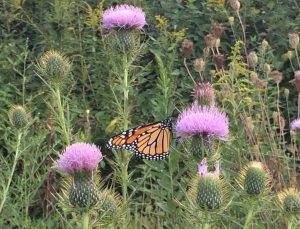 Monarch butterflies will be the focus of a celebration on Saturday, Sept. 24.