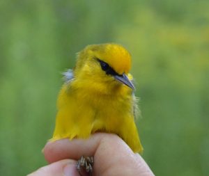 A male Blue-winged warbler is banded at Rushton. Photo by Blake Goll