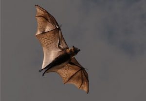 Brandywine Conservancy & Museum of Art offers a free program on bat ecology on Thursday, Sept. 29.