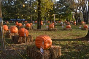 An array of pumpkins await their creative fate at the Great Pumpkin Carve.