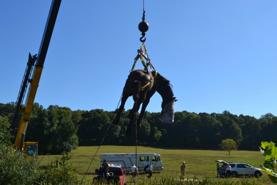 You are currently viewing Clydesdale named Cyrus lifted to safety
