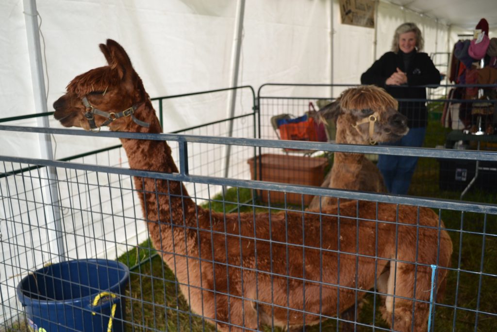 Llamas were among some of the most popular non-human visitors at the Unionville Community Fair.
