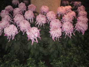 During the Chrysanthemum Festival, a variety of colors and types will be showcased.