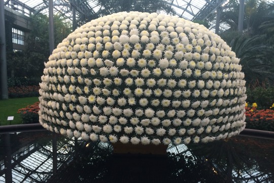 You are currently viewing Eye-popping mums anchor Longwood display