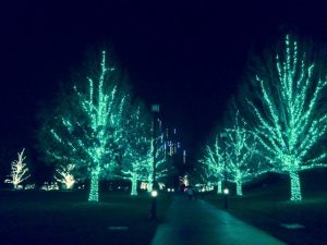 Trees light a pathway during the 2015 version of 'A Longwood Christmas.'