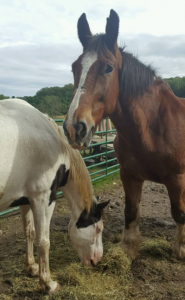 Penny Parker, who rescued both horses from slaughter, says Cyrus (right) and Ghost formed a bond that shouldn't be severed.