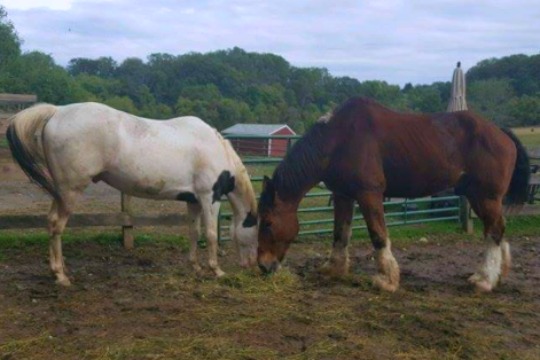 Read more about the article Rescued horses, friends head to forever home