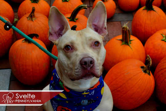 You are currently viewing Adopt-a-Pet Oct. 6