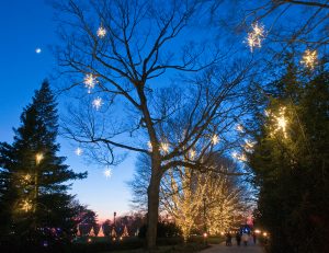 Trees will sparkle during 'A Longwood Christmas,' which opens on Thursday, Nov. 24.