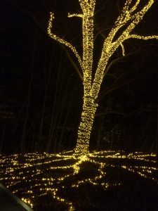Outdoors, the lights sometimes spill beyond the trees.