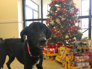 The BVSPCA New Castle shelter is look for hoes for 13 dogs rescued over Thanksgiving.