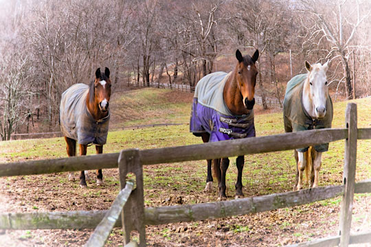 Read more about the article Photo of the Week: Beaver Valley Troika