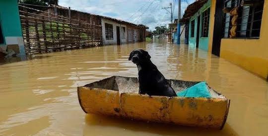 You are currently viewing Local SPCA deploying to Houston