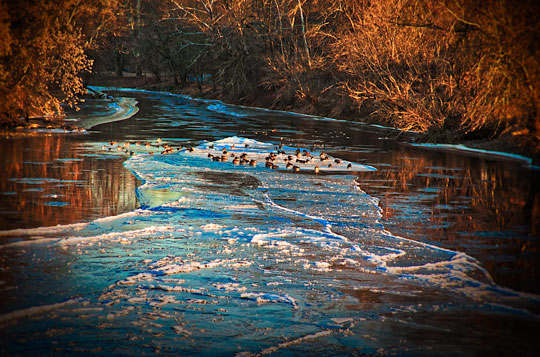 Read more about the article Photo of the Week: Geese on Ice