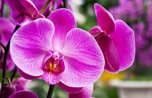 Read more about the article Free course on orchids