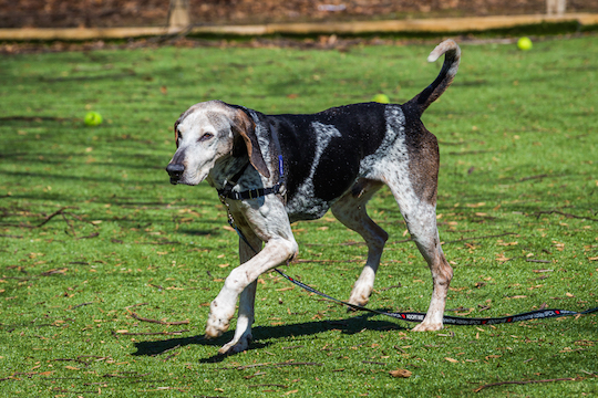 You are currently viewing Adopt-a-Pet March 15