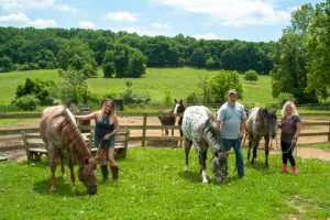 Read more about the article Rescued horses healing at Thornbury Farm