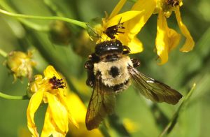 Read more about the article Photo of the Week: Bee Upside Down