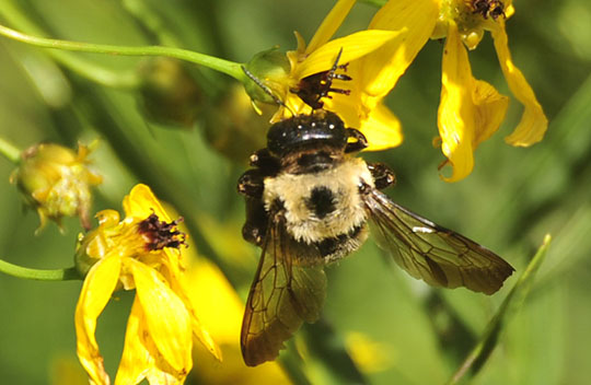 You are currently viewing Photo of the Week: Bee Upside Down