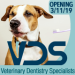 VDS – Veterinary Dentistry Specialists