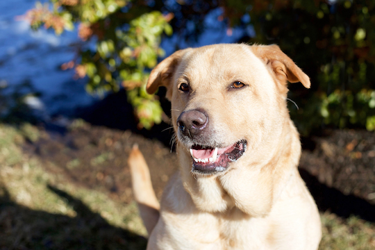 You are currently viewing Adopt-a-Pet Feb. 11