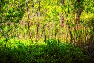 Read more about the article Photo of the Week: Backlight and Shadow