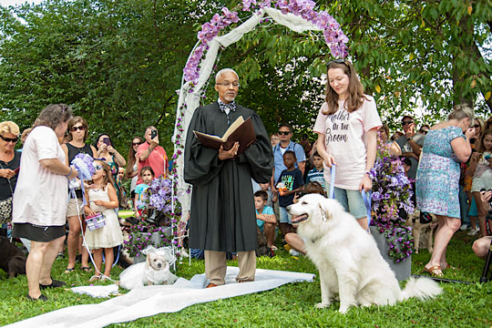 Read more about the article Dogs marry at Rose Tree Park