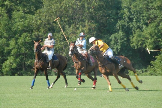 Read more about the article Polo for TLC conservation