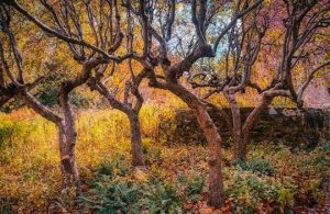 Read more about the article Photo of the Week: Autumn Dancers