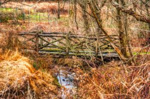 Read more about the article Photo of the Week: Rustic Crossing
