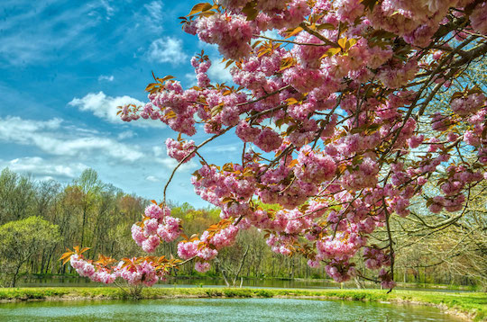 You are currently viewing Photo of the Week: Sunshine and Blossoms