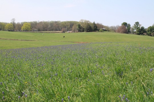 You are currently viewing Conservancy developing preservation plan