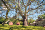 _1JF5628-Gilpon-Tree