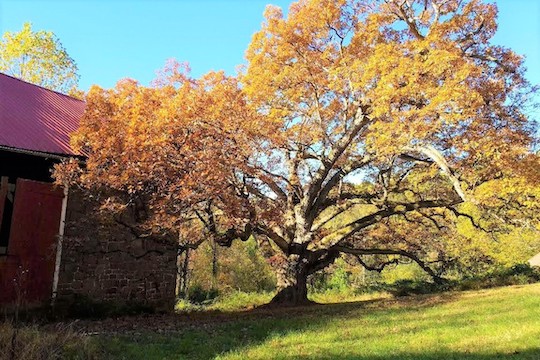 Read more about the article Farm with 400-year-old tree preserved