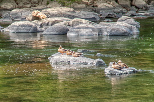You are currently viewing Photo of the Week: Ducks in a Row