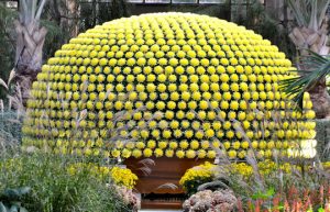 Read more about the article Chrysanthemum Festival to open October 22