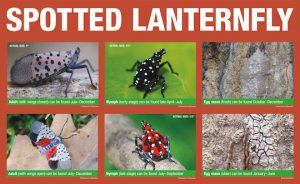 Read more about the article Turning out the lanternfly’s lights