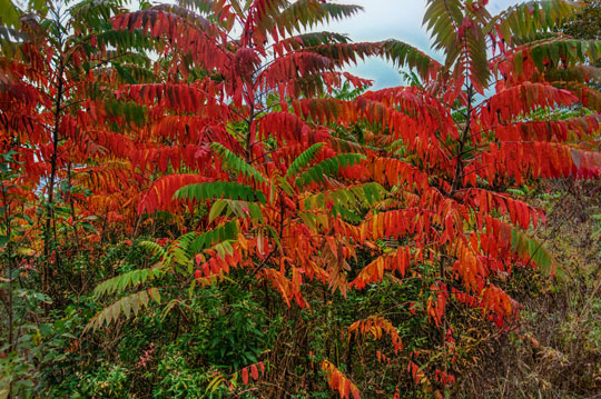 Read more about the article Photo of the Week: Autumn Red