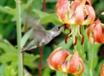 Hummingbirds-3-960x700