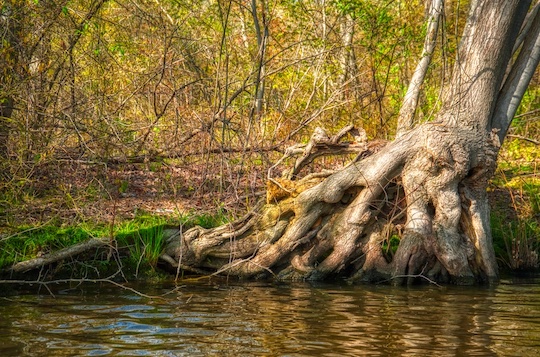 Read more about the article Photo of the Week: Staying Rooted