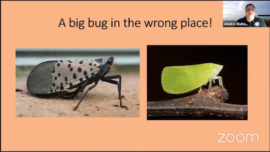Read more about the article Lanternfly: ‘Big bug in the wrong place’
