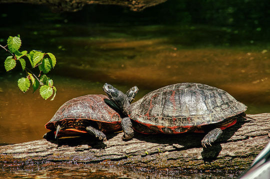 Read more about the article Photo of the Week: Turtle TLC