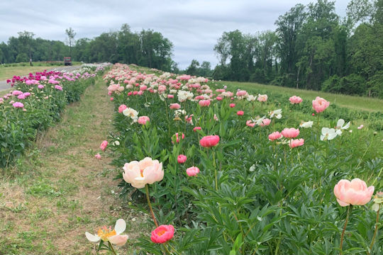 Read more about the article Styer’s Festival of the Peony