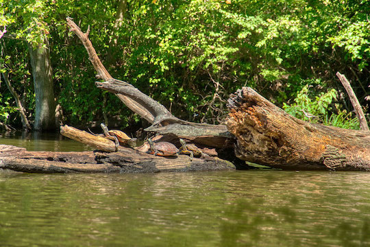 Read more about the article Photo of the Week: Turtle Yoga